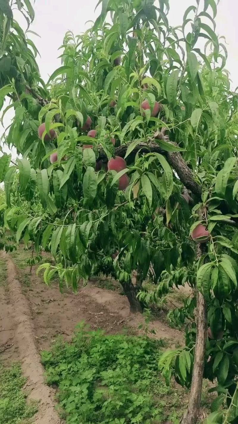 陕西毛桃，个头大，甜度高，口感好，外观好看！！！！！