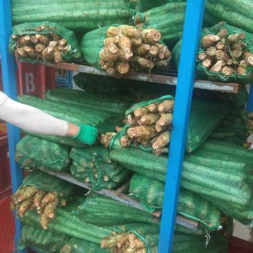 精品红叶香莴苣基地现装一手货源价格便宜全国代发