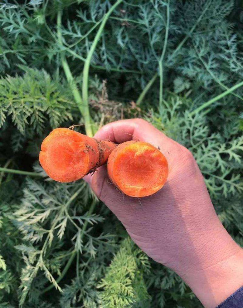 耐热耐寒胡萝卜种籽子四季夏秋播七寸参红色高产菜园盆栽蔬菜