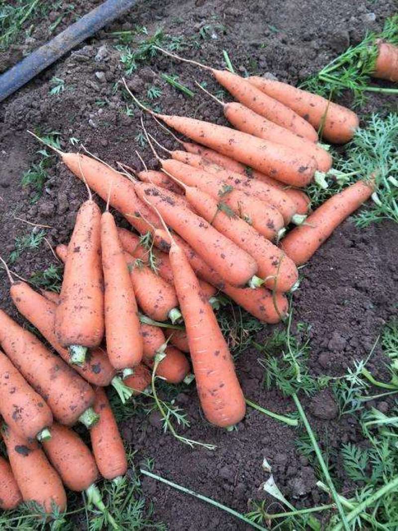 耐热耐寒胡萝卜种籽子四季夏秋播七寸参红色高产菜园盆栽蔬菜