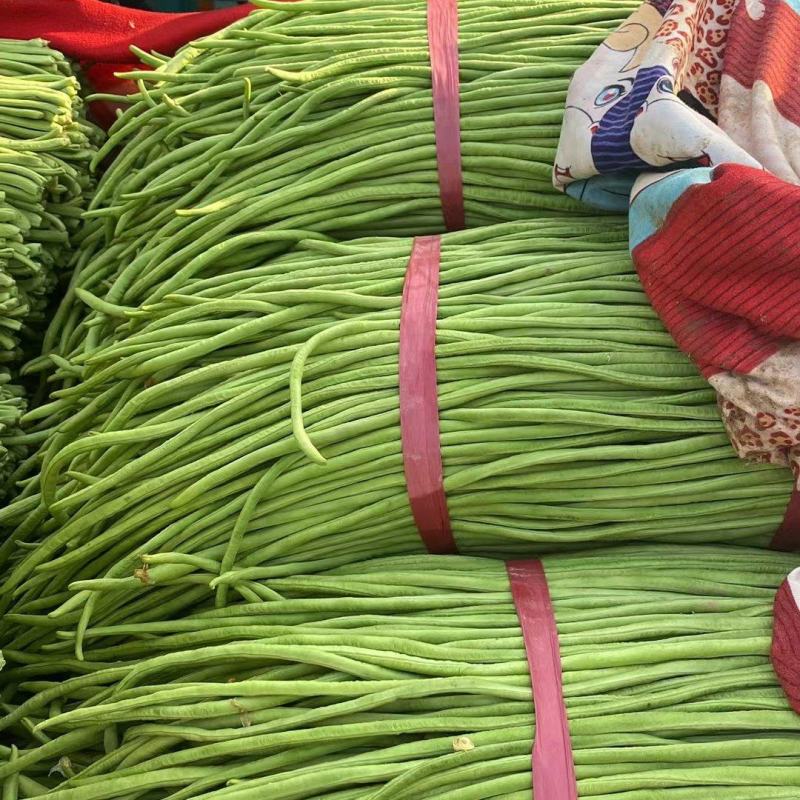 邯郸精品长豆角大量上市本地货源欢迎大家来选购