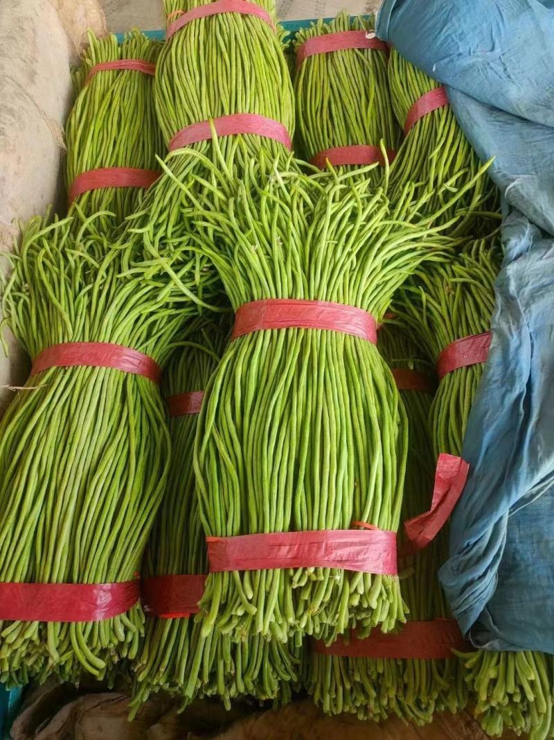 邯郸精品长豆角大量上市本地货源欢迎大家来选购