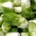 儿菜种子早熟四川特产四季播娃娃菜抱子芥菜秋季蔬菜农家种子