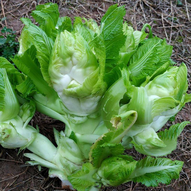 儿菜种子早熟四川特产四季播娃娃菜抱子芥菜秋季蔬菜农家种子