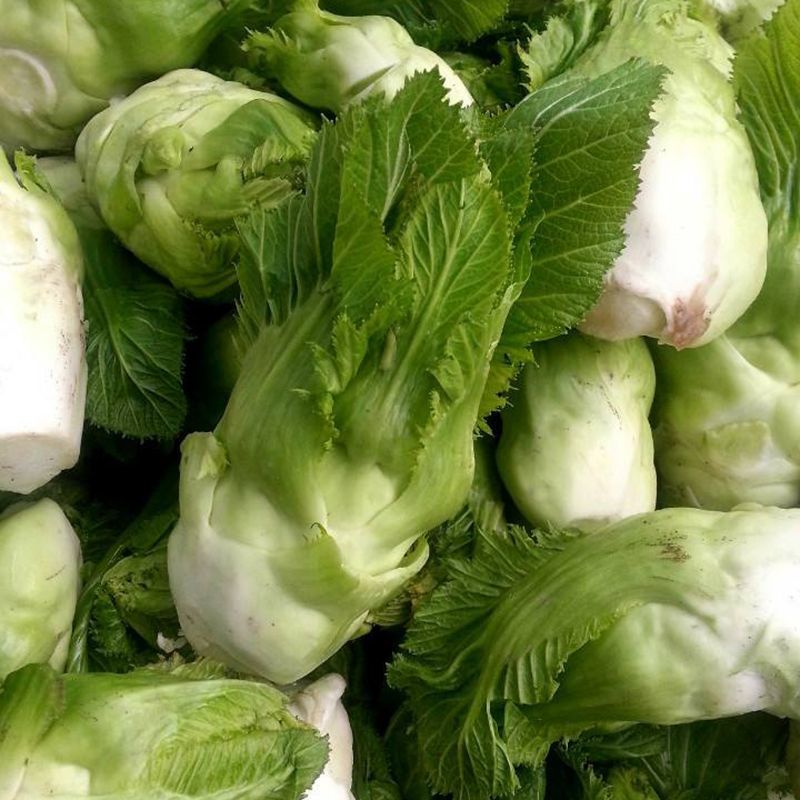 儿菜种子早熟四川特产四季播娃娃菜抱子芥菜秋季蔬菜农家种子
