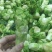 儿菜种子早熟四川特产四季播娃娃菜抱子芥菜秋季蔬菜农家种子