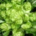 儿菜种子早熟四川特产四季播娃娃菜抱子芥菜秋季蔬菜农家种子