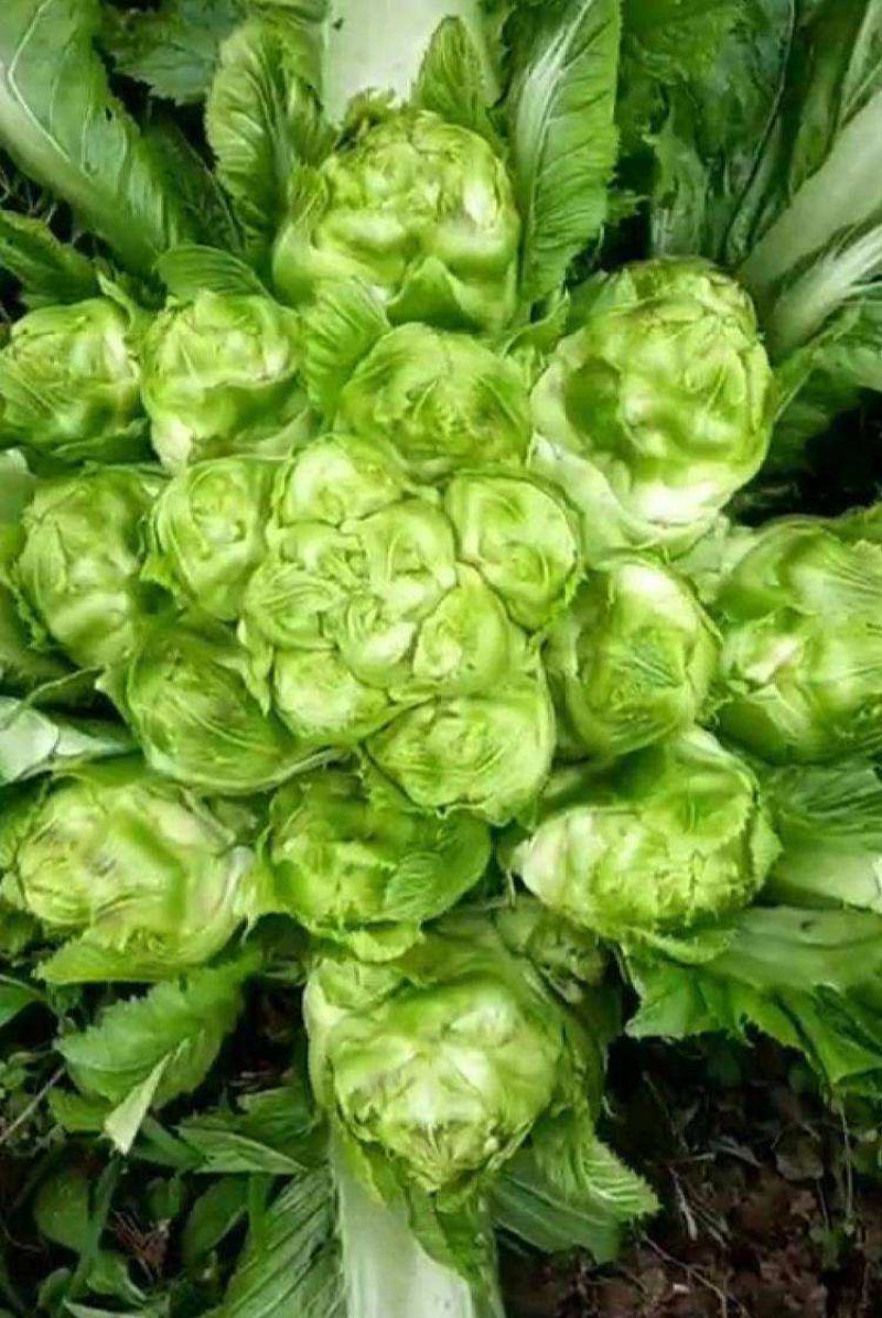 儿菜种子早熟四川特产四季播娃娃菜抱子芥菜秋季蔬菜农家种子