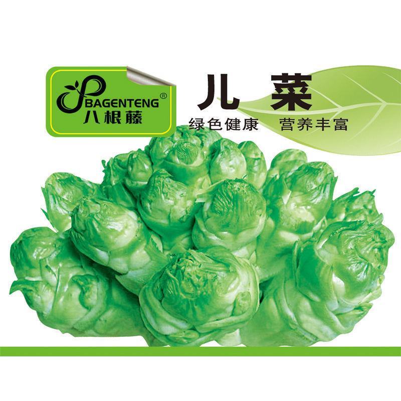 儿菜种子早熟四川特产四季播娃娃菜抱子芥菜秋季蔬菜农家种子