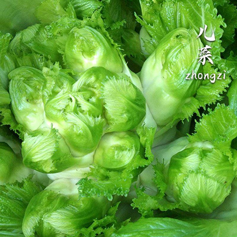 儿菜种子早熟四川特产四季播娃娃菜抱子芥菜秋季蔬菜农家种子