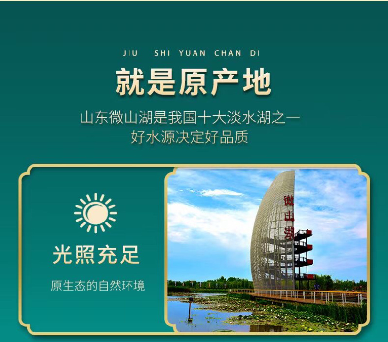 桑叶颗粒2025年桑叶茶颗粒山东桑叶茶加工厂