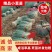 四季小葱苗常年天天有货，大量上市中，欢迎前来采购或网购！