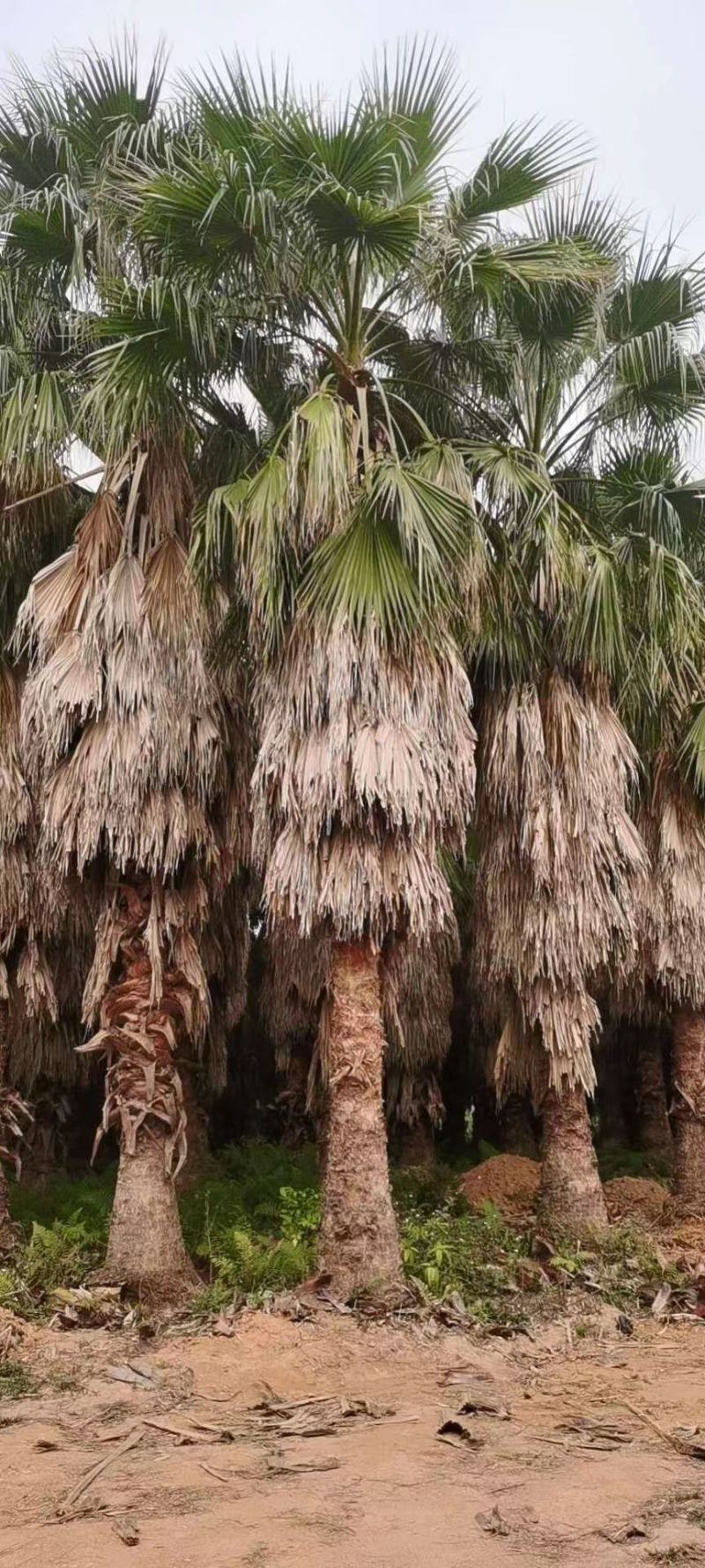 【华棕老人葵加洲蒲葵华盛顿葵】各种规格欢迎合作详谈