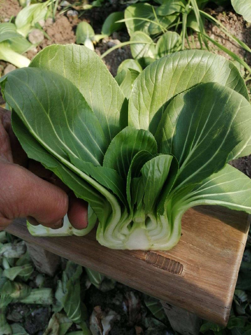 黑大头菜籽青菜种子原装大叶黑叶油亮矮脚苏州青上海青菜蔬菜