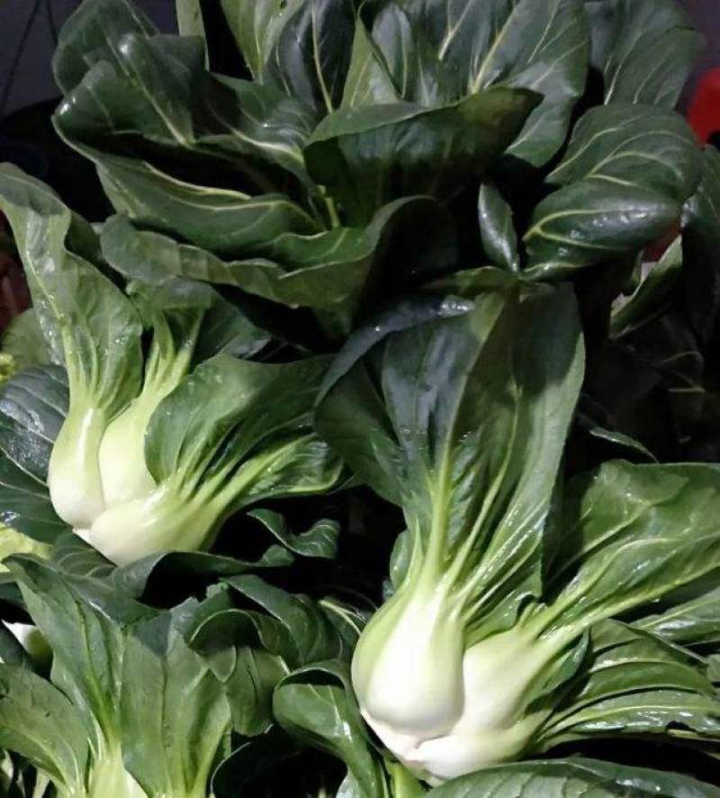 黑大头菜籽青菜种子原装大叶黑叶油亮矮脚苏州青上海青菜蔬菜