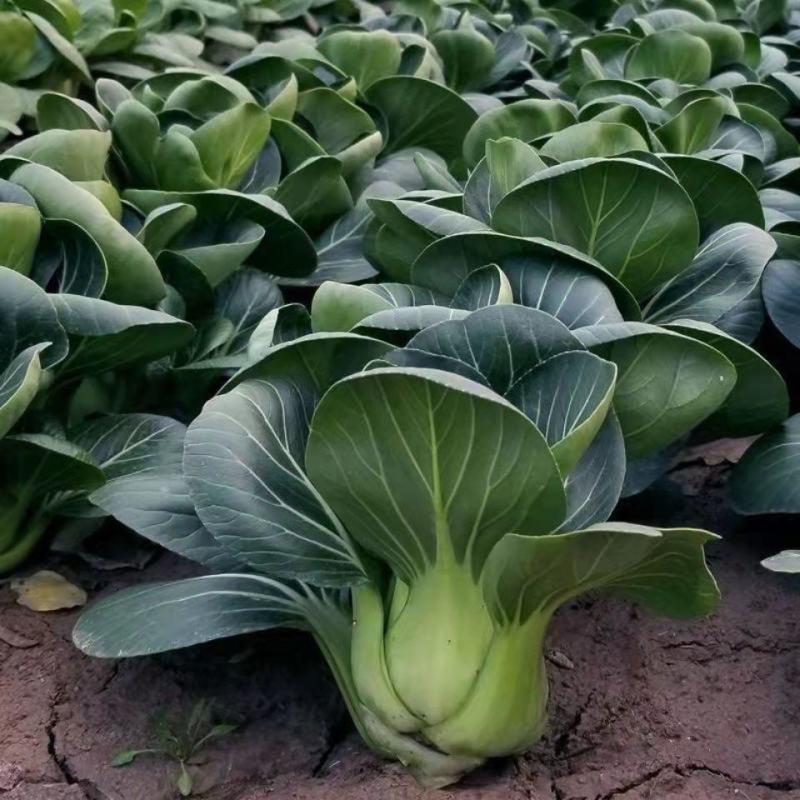 黑大头菜籽青菜种子原装大叶黑叶油亮矮脚苏州青上海青菜蔬菜