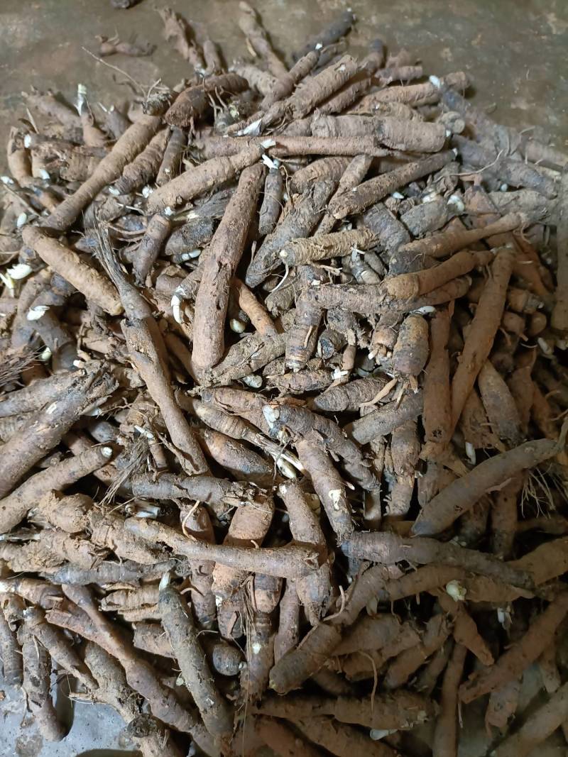 仙茅小棕根小叶品质保证量大从优
