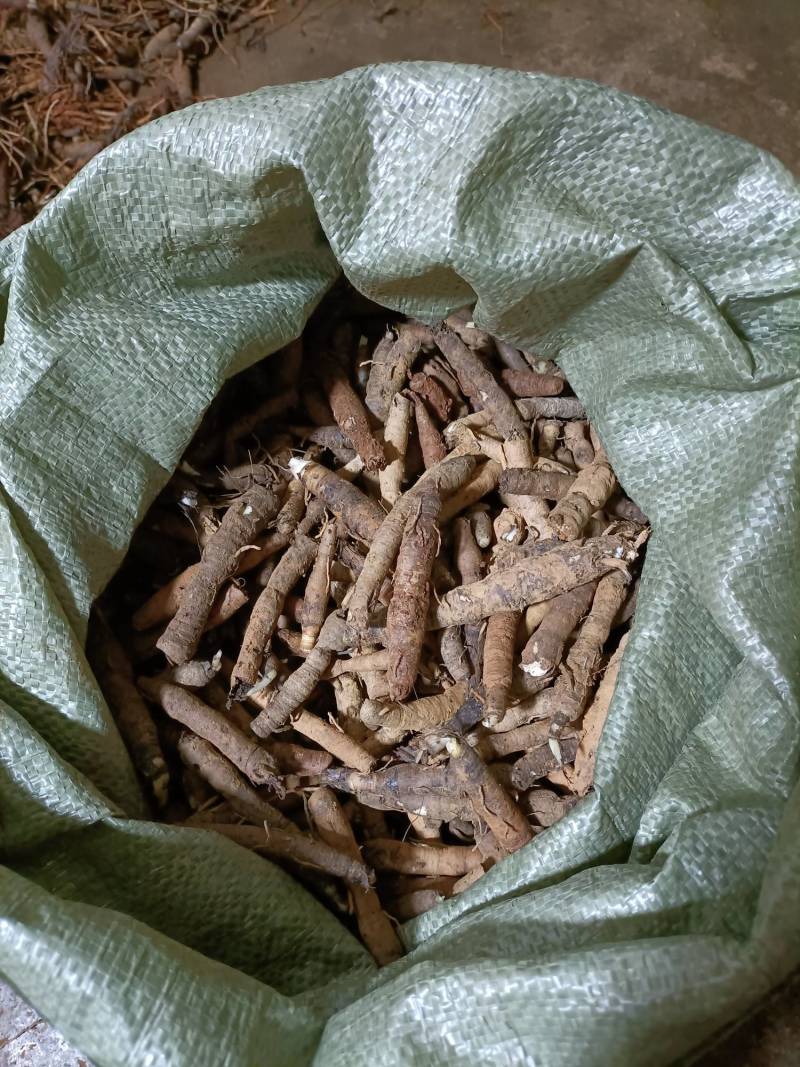 仙茅小棕根小叶品质保证量大从优