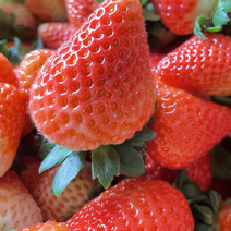 云南蒙特瑞草莓大量上市