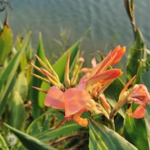 水生美人蕉/专业水生植物培育基地/产地在湖南