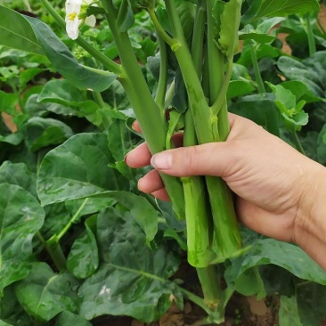 芥蓝种子夏季种菜园种植耐热蔬菜种子农家四季