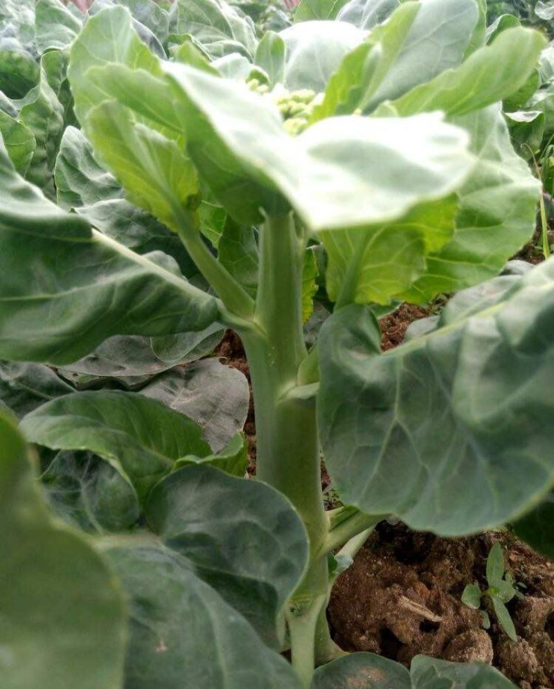 芥蓝种子夏季种菜园种植耐热蔬菜种子农家四季