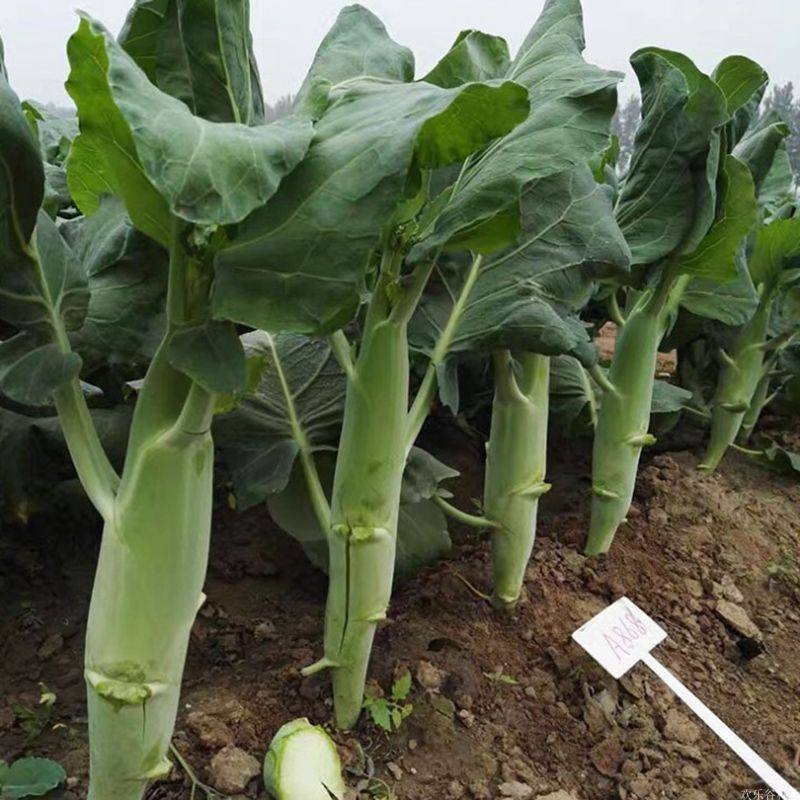 芥蓝种子夏季种菜园种植耐热蔬菜种子农家四季