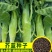 芥蓝种子夏季种菜园种植耐热蔬菜种子农家四季