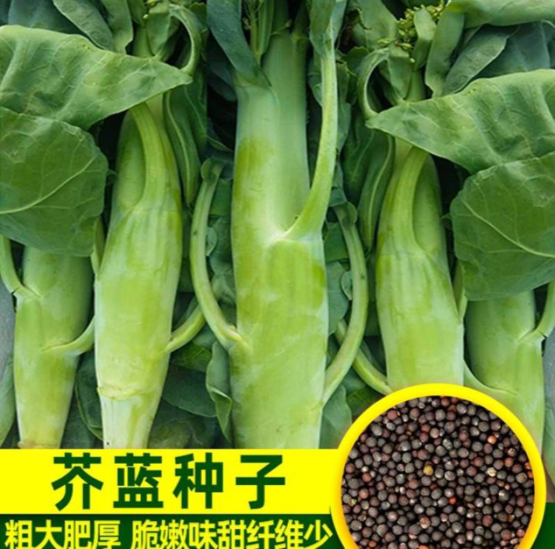 芥蓝种子夏季种菜园种植耐热蔬菜种子农家四季