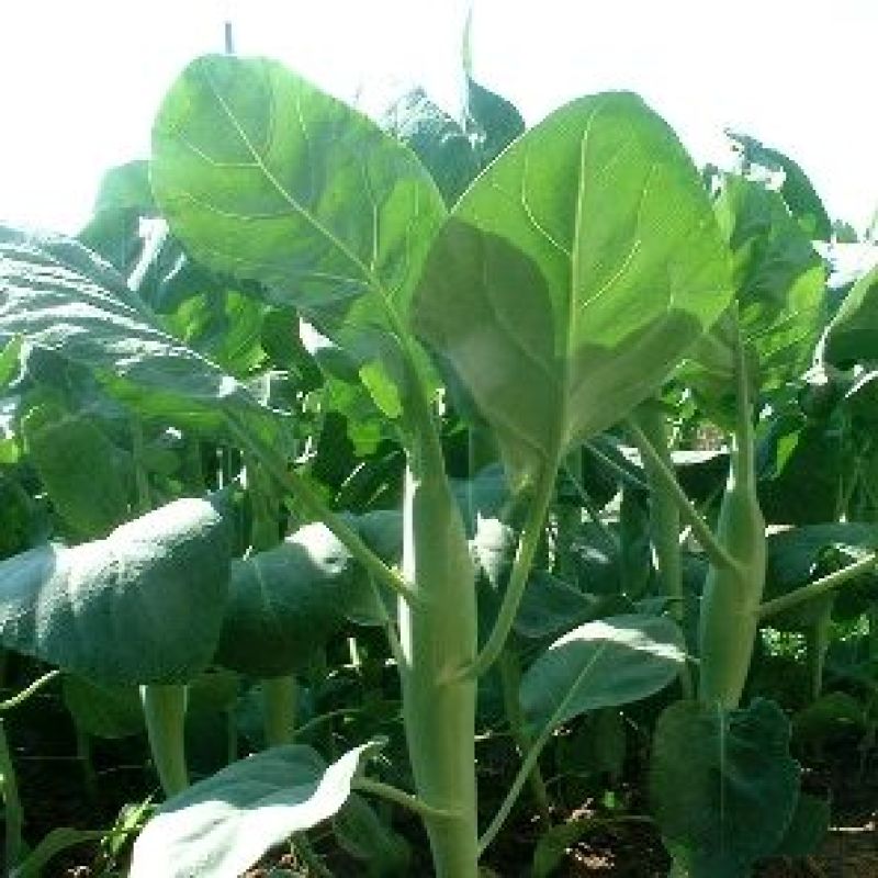 芥蓝种子夏季种菜园种植耐热蔬菜种子农家四季