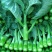 芥蓝种子夏季种菜园种植耐热蔬菜种子农家四季