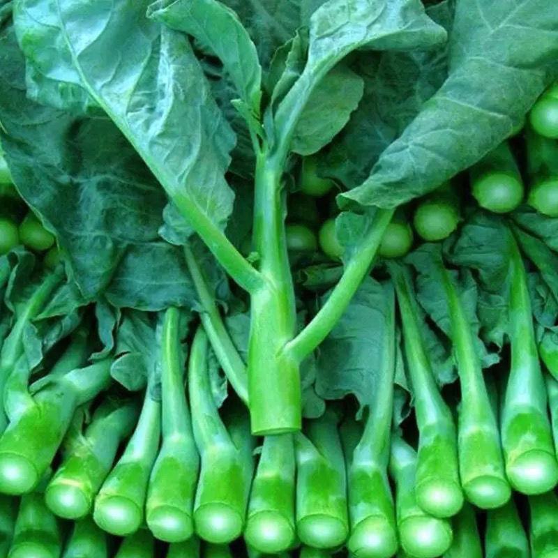 芥蓝种子夏季种菜园种植耐热蔬菜种子农家四季