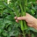 芥蓝种子夏季种菜园种植耐热蔬菜种子农家四季