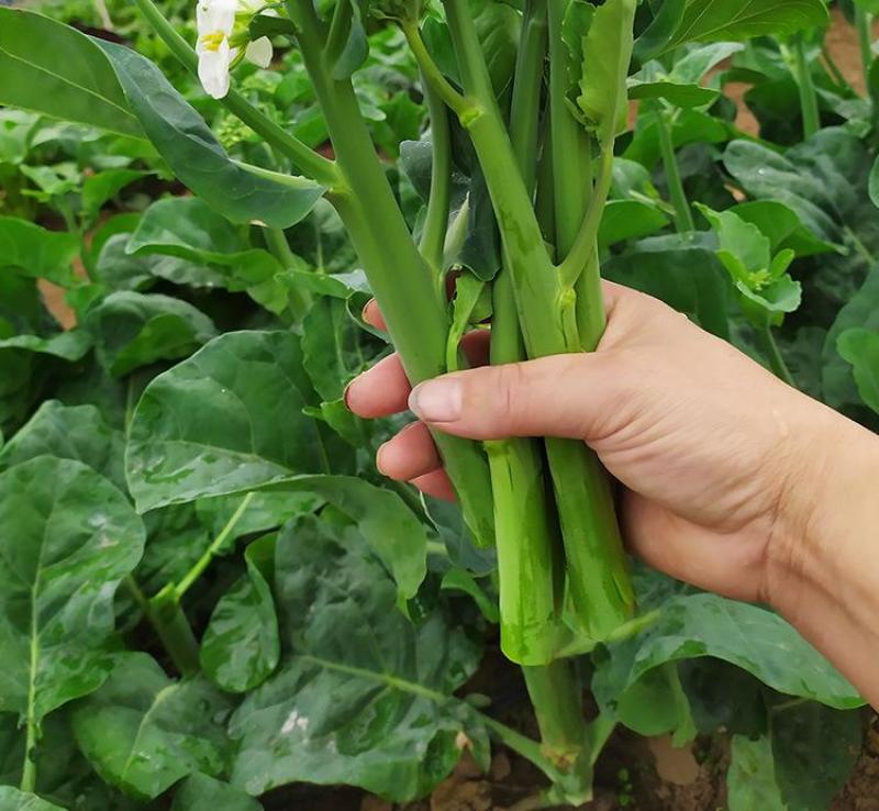 芥蓝种子夏季种菜园种植耐热蔬菜种子农家四季