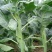 芥蓝种子夏季种菜园种植耐热蔬菜种子农家四季