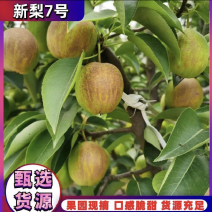 河北新梨七号香梨，大量上市价格优惠货源充足质量有保证