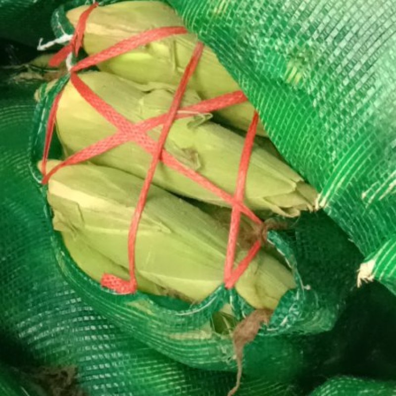 玉米