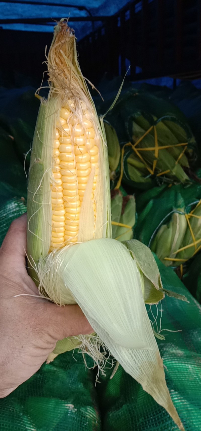 玉米