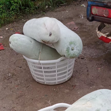 白皮冬瓜