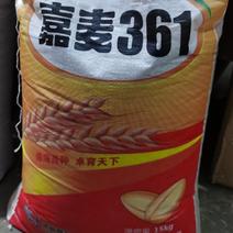 小麦种子冀审麦20198001