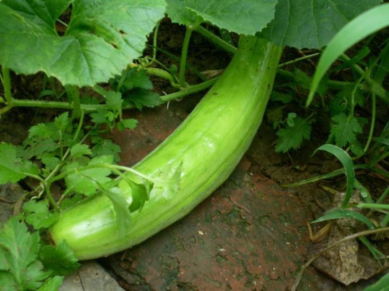 青龙菜瓜种子凉拌生吃腌菜八棱脆瓜青皮酥瓜籽水果蔬菜庭院