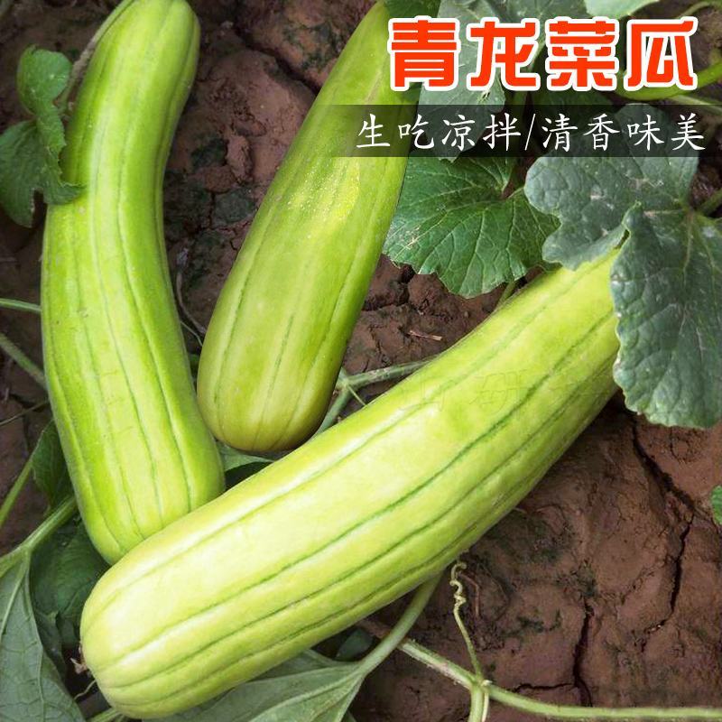 青龙菜瓜种子凉拌生吃腌菜八棱脆瓜青皮酥瓜籽水果蔬菜庭院