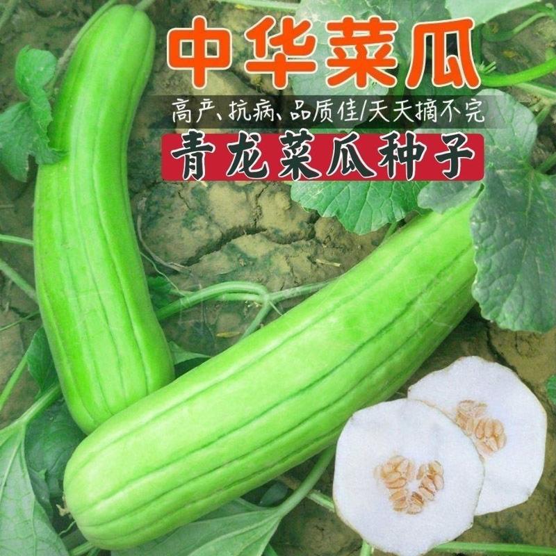 青龙菜瓜种子凉拌生吃腌菜八棱脆瓜青皮酥瓜籽水果蔬菜庭院