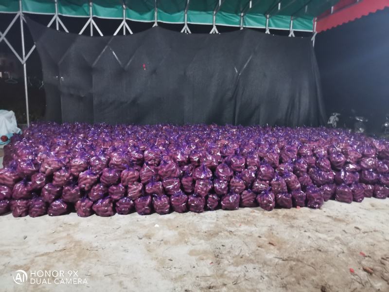 六鳌蜜薯，地瓜601即将上市欢迎各大商家前来洽谈合作
