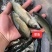 草鱼苗活体白鲩鱼苗大规格草鱼鱼苗四大家鱼淡水养殖食用鱼苗