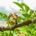 四川大凉山盐源花椒离城市最远离太阳最近可批发可零售
