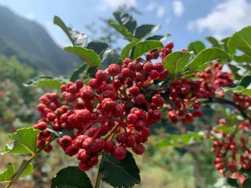 四川大凉山盐源花椒离城市最远离太阳最近可批发可零售