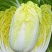 娃娃菜种子耐热蔬菜种子快速四季播种菜种籽大娃娃菜原装白菜