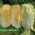 娃娃菜种子耐热蔬菜种子快速四季播种菜种籽大娃娃菜原装白菜