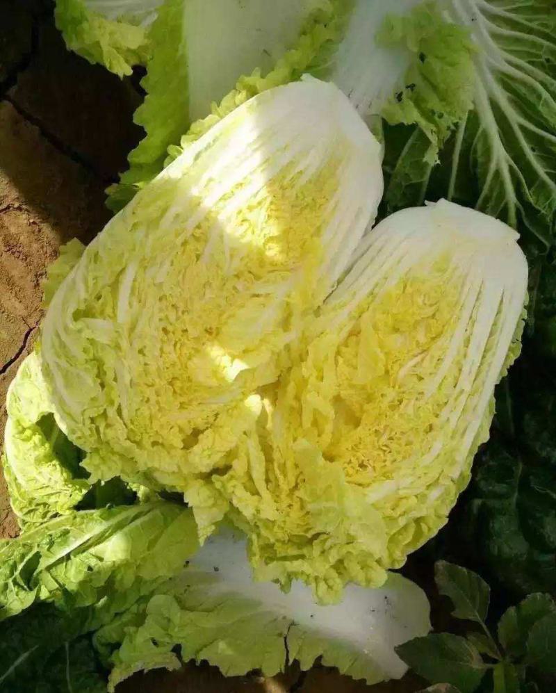 娃娃菜种子耐热蔬菜种子快速四季播种菜种籽大娃娃菜原装白菜